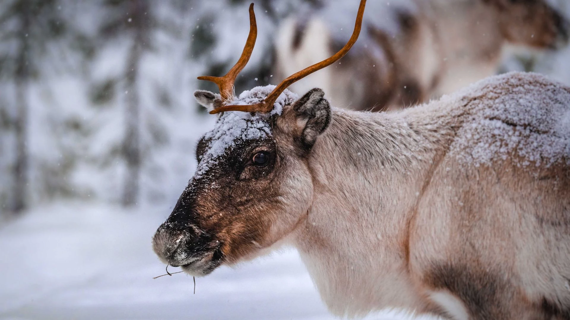 Lapponia Finlandese